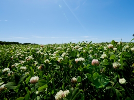 Agriculture Knowledge Hub - Clover success