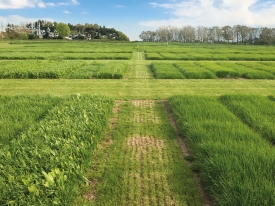 4 Steps To Grass Success Step4