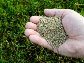 Grass Seed Species & Quality
