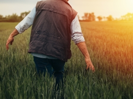 The Most Important Crop Of 21st Century