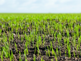 Planning The Reseed