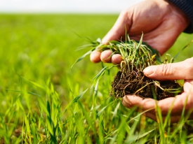 Plant Physiology