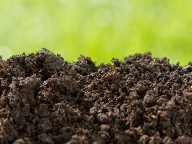Soil Management & Nutrition