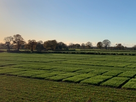Knutsford