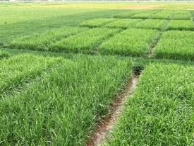 Grass For Tomorrow