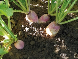 Stubble turnips Barkant