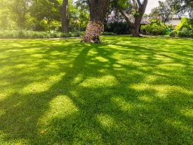 Shady Areas Lawn Landscaping
