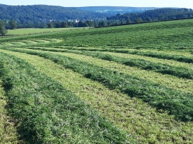 Grass Silage