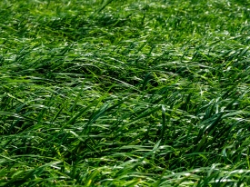 Organic Grass Farming Header image