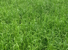 Italian Perennial Ryegrass Hybrids