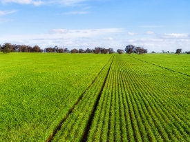 Grass Field
