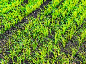 Rethinking Reseeding