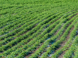 Grass Field