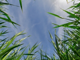 Grass