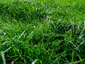 Grass