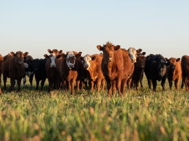 Cows in grass field