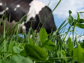 Dairy Cow Grazing