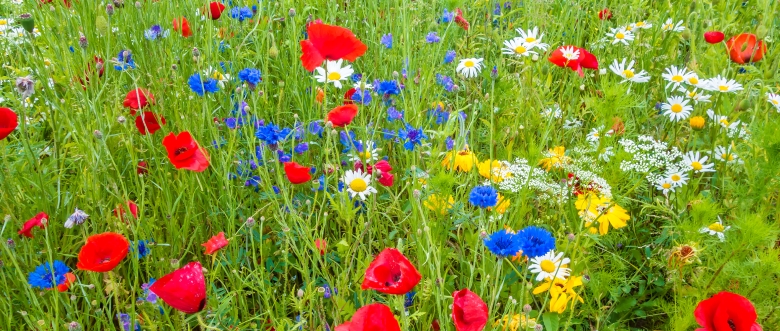 Universal Wildflowers 80/20