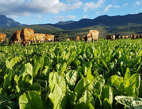 Brassica & Forage Crops