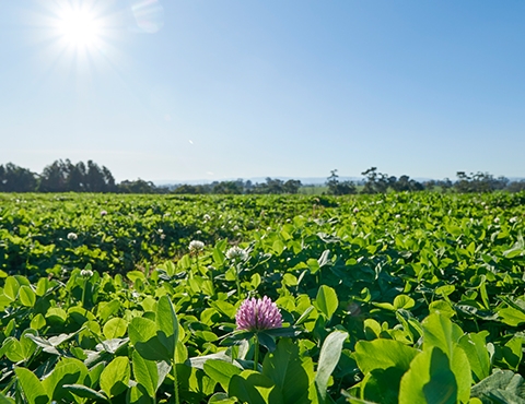 Clovers Products Agriculture