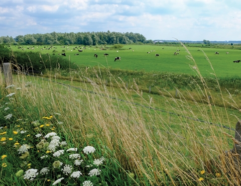 Environmental Schemes Agriculture