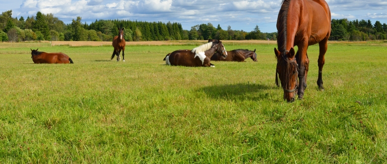 Hunters Equestrian Herbs