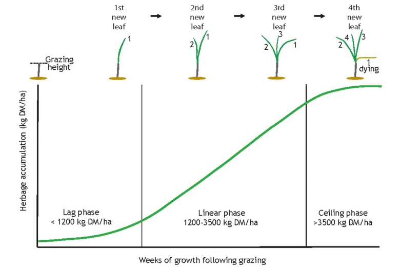 3 Phases of Grassland Development Plant Physiology