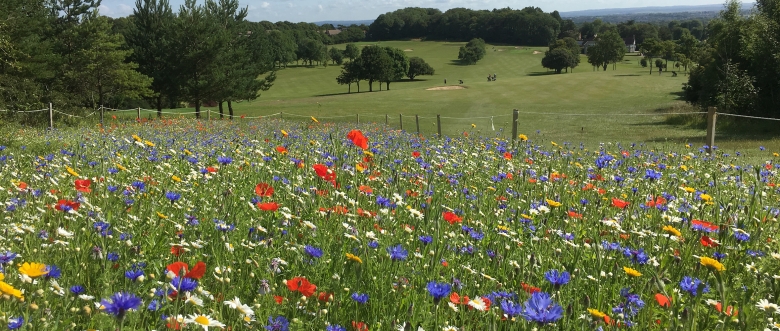 Wildflowers Willingdon Golf Club
