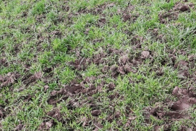 4 Steps To Grass Success Step 1 Index 2