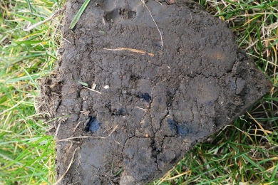4 Steps Step2 Think Soils