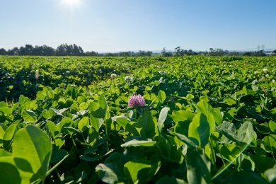 Clover Overseeding? Don’t Be Overoptimistic With Clover