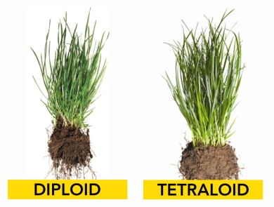 Diploids & Tetraploids