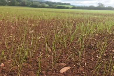 Reseeding For Fields Beyond Repair