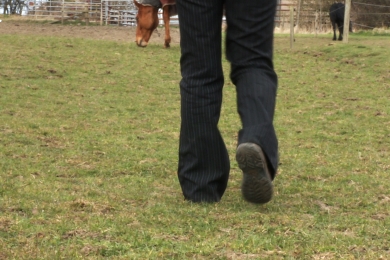 Walk The Paddock Step-by-Step Guide to Paddock Maintenance