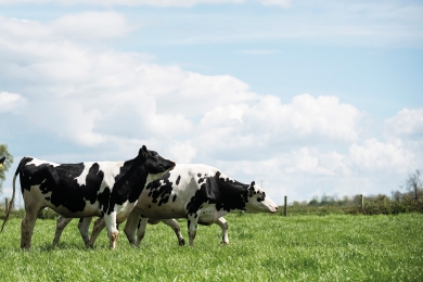 Birchalls Farm Grassland Series