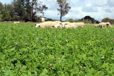 Sheep Grazing on Red Clover