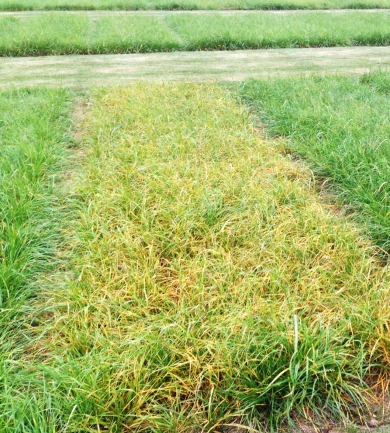 Crown Rust Disease Identification