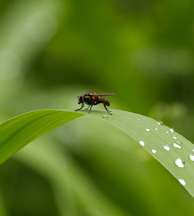 Frit Fly Insects & Pests