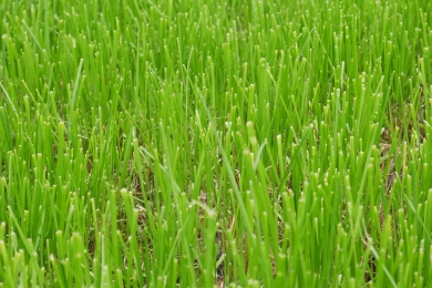 Killylea Time To Update Your Grass
