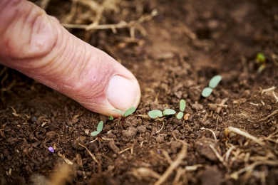 Soil Seedlings