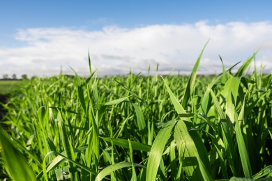 Variety Choice Grassland Establishment