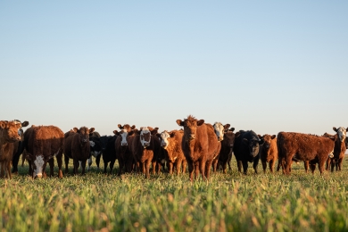 Animal Health Benefits