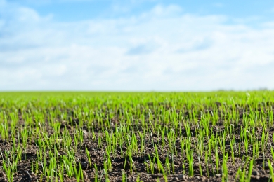 Cost Of Reseeding