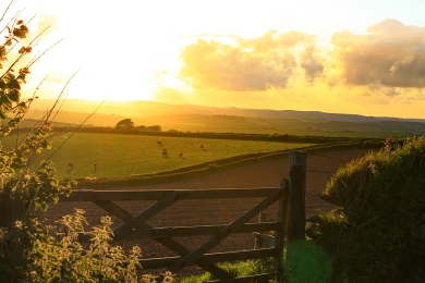 Farm Grass Field