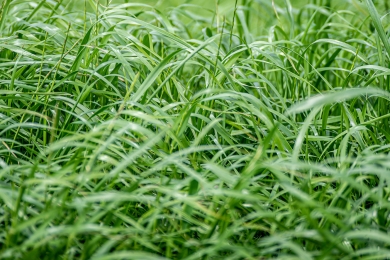 Grass Options