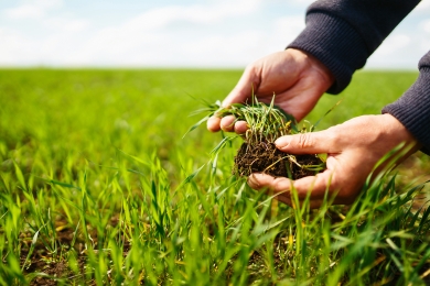 Indexing your grass crop