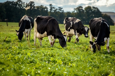 Dairy Cows Grazing on Grass Field