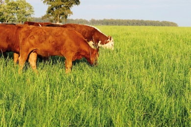 Beef Cows