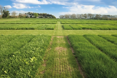 Cropvale Field