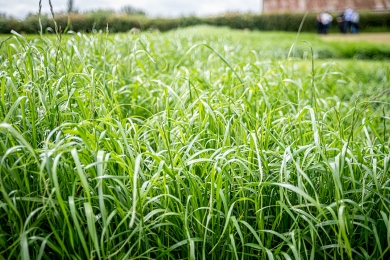 Grass Cropvale